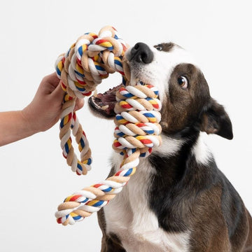 Dog Toys