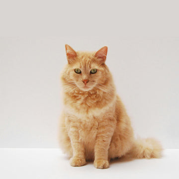SHOP CAT